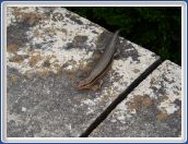 Lizard